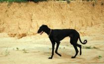 細(xì)犬如何喂養(yǎng)？細(xì)犬是什么狗？