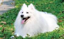 銀狐的特征-銀狐犬怎么喂養(yǎng)？