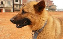 中華田園犬是什么狗？中華田園犬怎樣訓(xùn)練？