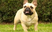 法國(guó)斗牛犬怎么養(yǎng)？法國(guó)斗牛犬怎么訓(xùn)練？