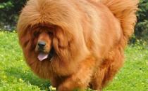 高加索犬是什么品種？高加索犬怎么養(yǎng)？