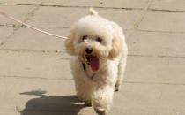貴婦犬怎么養(yǎng)？貴婦犬好訓(xùn)練嗎？