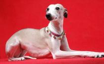 惠比特犬是什么？惠比特犬怎么養(yǎng)？