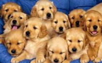 金毛多少錢一條？金毛犬如何喂養(yǎng)？