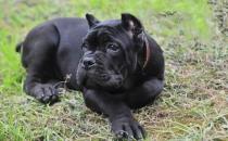 卡斯羅犬多少錢一條？卡斯羅犬怎樣訓(xùn)練？