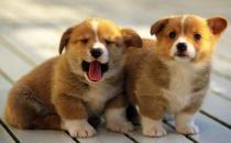 柯基犬如何喂養(yǎng)？柯基犬怎樣訓(xùn)練？