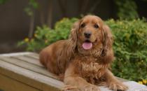 可卡犬多少錢一條？可卡犬怎么訓(xùn)練？