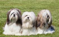 拉薩犬是什么？拉薩犬多少錢能買？