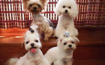 馬爾濟(jì)斯犬如何喂養(yǎng)？馬爾濟(jì)斯犬怎樣訓(xùn)練？