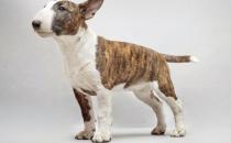 牛頭梗犬是怎樣的？牛頭梗犬怎么訓(xùn)練？