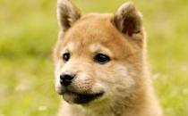 秋田犬是什么品種？秋田犬怎么養(yǎng)？