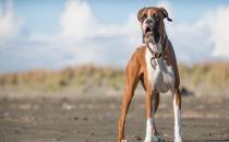 拳師犬的簡(jiǎn)介-拳師犬怎么喂養(yǎng)？