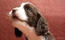 史賓格犬如何喂養(yǎng)？史賓格犬的簡介