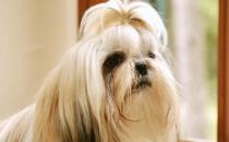 西施犬如何喂養(yǎng)？西施犬多少錢(qián)？