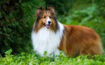 喜樂蒂牧羊犬怎樣訓(xùn)練？喜樂蒂牧羊犬的簡介