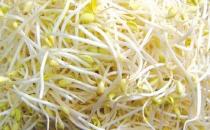毒豆芽危害大 如何鑒別毒豆芽？