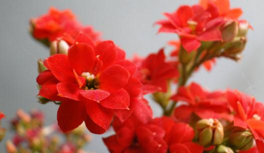 宮燈長壽花的簡介-宮燈長壽花的養(yǎng)殖方法