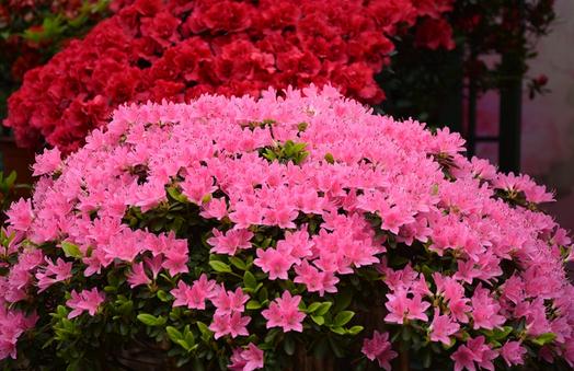 杜鵑花的介紹-杜鵑花如何養(yǎng)護(hù)？