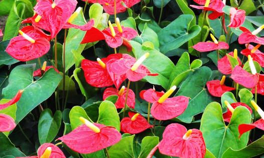紅掌是什么？紅掌對(duì)家居環(huán)境的影響