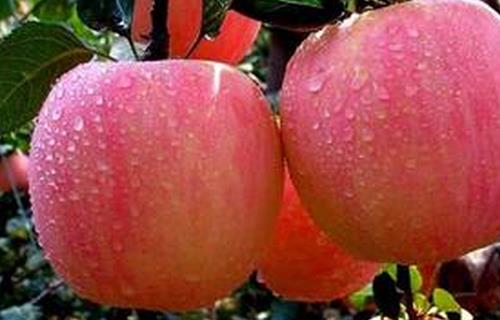 吃蘋果有哪些好處 預(yù)防老年人中風(fēng)