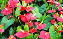 紅掌是什么？紅掌對(duì)家居環(huán)境的影響