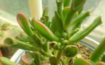 筒葉花月是什么？筒葉花月的養(yǎng)護方法