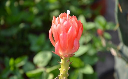 令箭荷花是怎樣的？令箭荷花對(duì)環(huán)境的影響