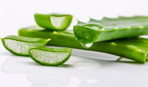 蘆薈的花語(yǔ)-蘆薈的養(yǎng)殖方法