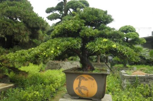羅漢松是什么？羅漢松怎么養(yǎng)護(hù)？