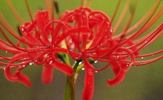 曼陀羅花的特征-曼陀羅怎么栽種？