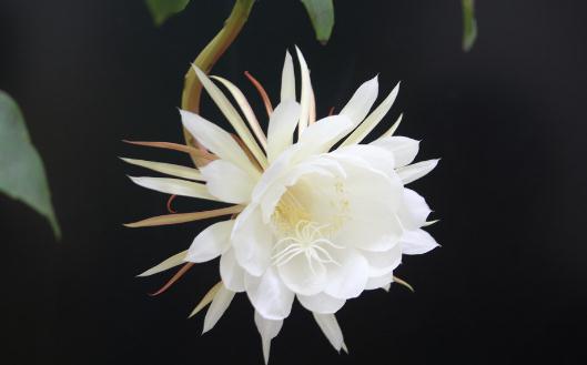 曇花對家居環(huán)境的影響-曇花是怎樣的？