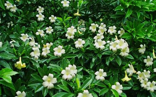 非洲茉莉的養(yǎng)護技巧-非洲茉莉是怎樣的？