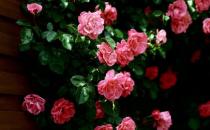 薔薇的介紹-薔薇對(duì)家居環(huán)境的影響