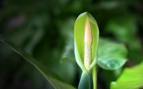滴水觀音是什么？滴水觀音怎么養(yǎng)護？