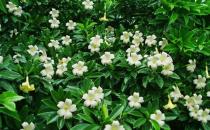 非洲茉莉的養(yǎng)護技巧-非洲茉莉是怎樣的？