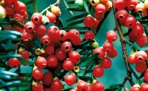紅豆杉是什么？紅豆杉怎么養(yǎng)殖？