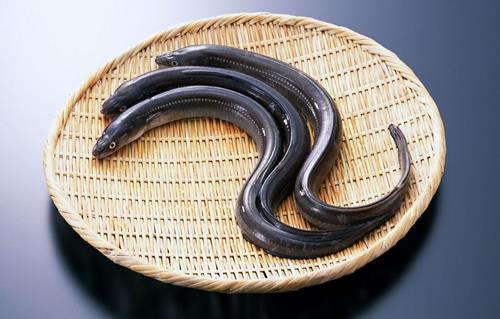 鰻魚(yú)的營(yíng)養(yǎng)價(jià)值功效 如何健康食用鰻魚(yú)？