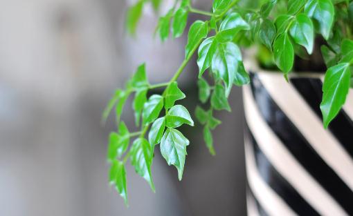 幸福樹是什么？幸福樹的作用及養(yǎng)護(hù)方法