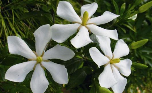 梔子花是什么？梔子花的養(yǎng)護(hù)方法