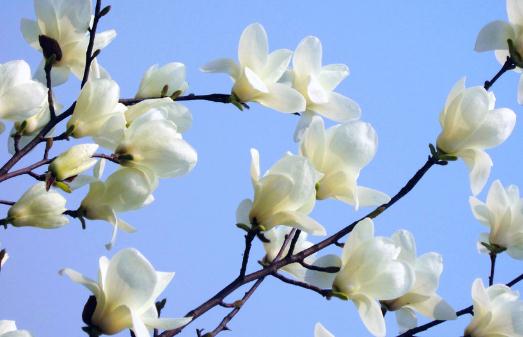 白玉蘭的養(yǎng)殖方法-白玉蘭是怎么樣的？