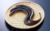 鰻魚的營養(yǎng)價(jià)值功效 如何健康食用鰻魚？