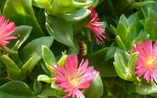 玉樹(shù)花的簡(jiǎn)介-玉樹(shù)花的養(yǎng)殖方法