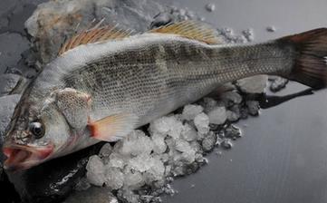 鱸魚_鱸魚的營養(yǎng)價值,營養(yǎng)成分,功效與作用,清蒸鱸魚的做法大全 鱸魚_鱸魚的營養(yǎng)價值,營養(yǎng)成分,功效與作用,清蒸鱸魚的做法大全