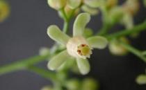 桃花心木的鑒別方法-桃花心木板材的優(yōu)缺點