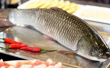 草魚_草魚的營(yíng)養(yǎng)價(jià)值,功效與作用,草魚怎么做好吃,草魚的做法大全 草魚_草魚的營(yíng)養(yǎng)價(jià)值,功效與作用,草魚怎么做好吃,草魚的做法大全