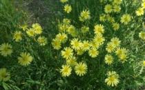 ?室內養(yǎng)花的學問：植物清新你的家