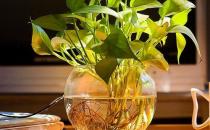 白領(lǐng)保健 辦公室里多放些植物
