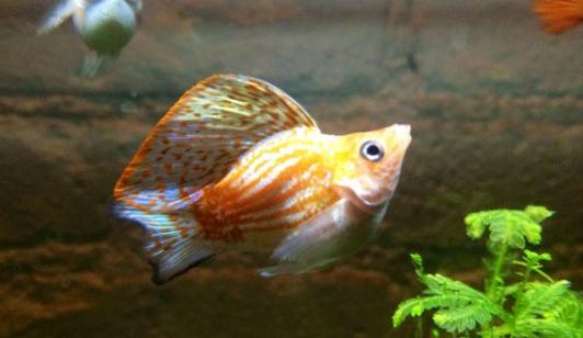 瑪麗魚的品種介紹-瑪麗魚怎么樣？