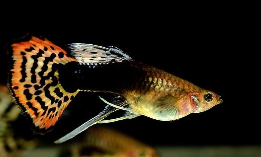 鳳尾魚(yú)有哪些風(fēng)水學(xué)應(yīng)用？鳳尾魚(yú)的魚(yú)缸如何擺放？
