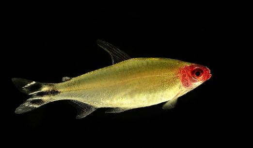 紅鼻剪刀怎么樣？紅鼻剪刀是什么魚？